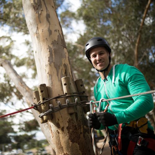 Tree Bracing