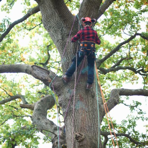 Tree Bracing