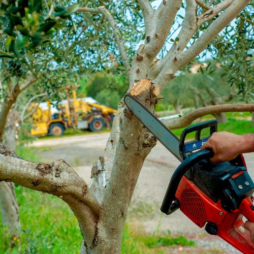 Tree Pruning Service 1