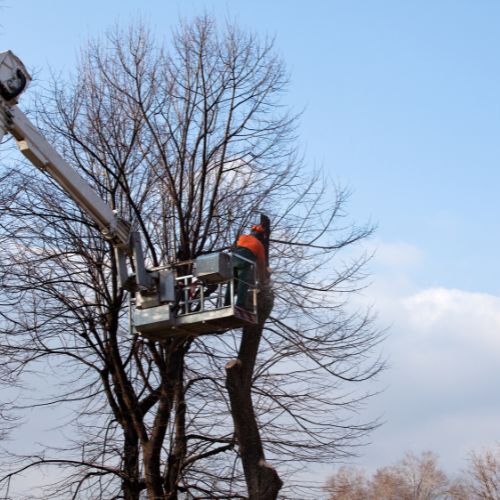 Tree Pruning Service