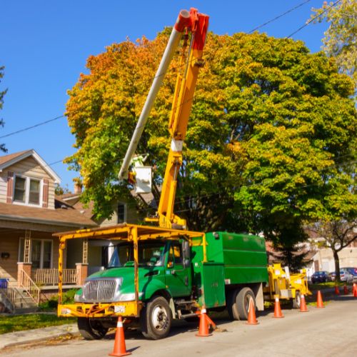 Tree Removal Service