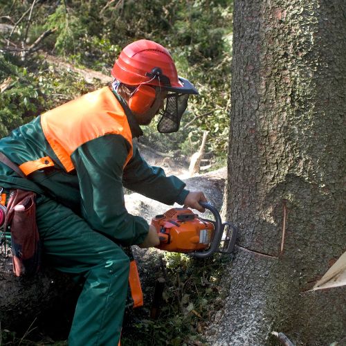 Tree Removal Service