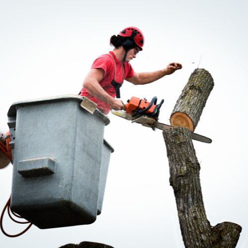 Tree Removal Service