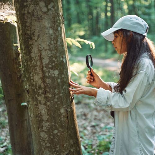 Tree Surveys