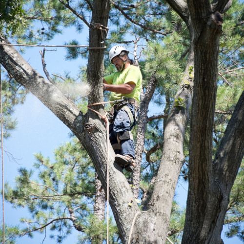 Tree Trimming Services in Richardson, TX
