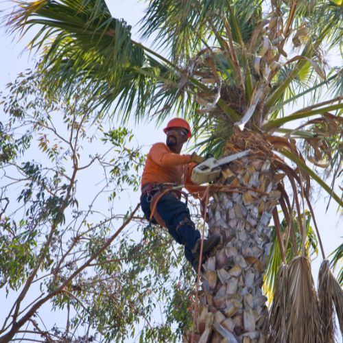 Tree Trimming Services in Richardson, TX