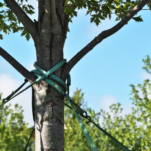 tree cabling 11